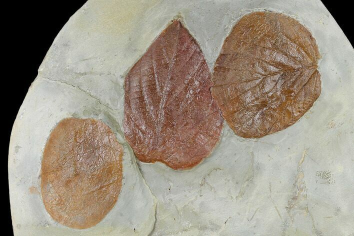 Three Fossil Leaves (Zizyphoides, Beringiaphyllum, Davidia) - Montana #115210